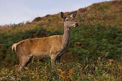 《空之轨迹 》超越《马车世界》！Fami通新一周销量榜公布